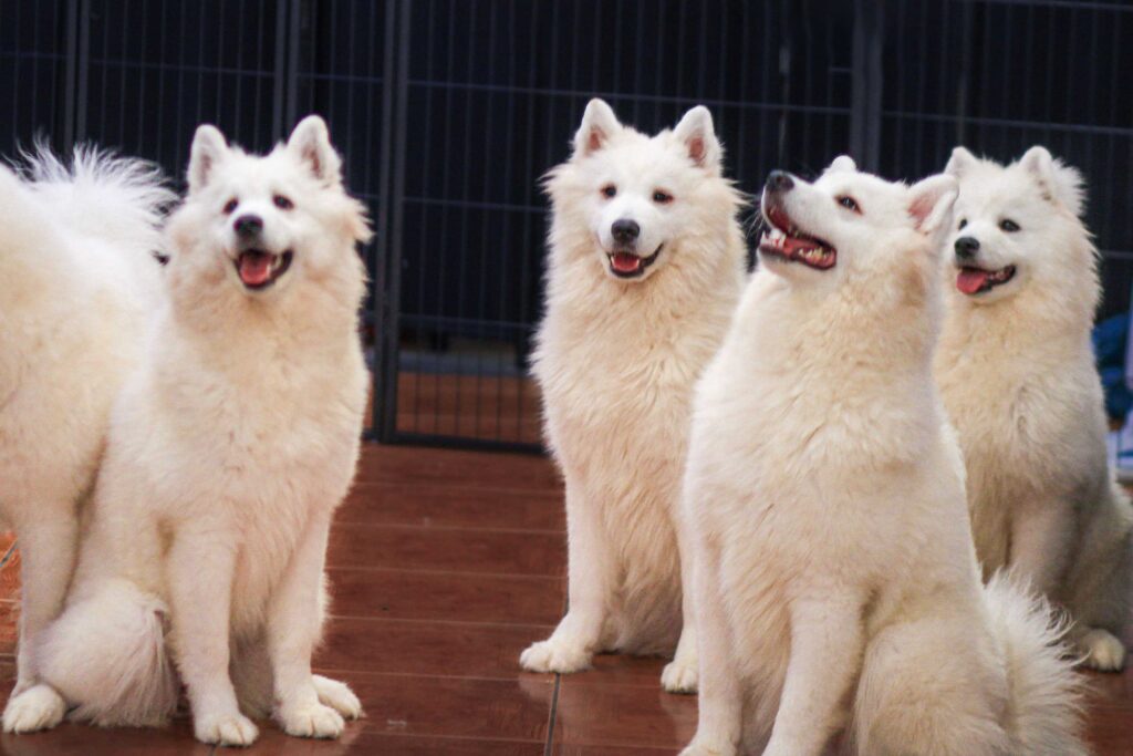 【好去處】薩摩耶狗狗咖啡廳　零距離與白雪毛孩互動打卡