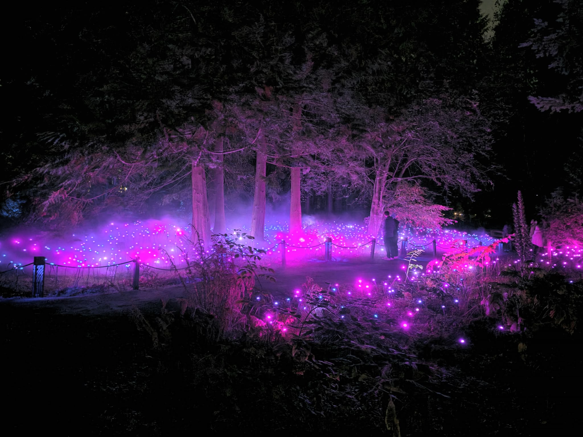 【好去處】史丹利公園大變身  夜間光影打造夢幻森林
