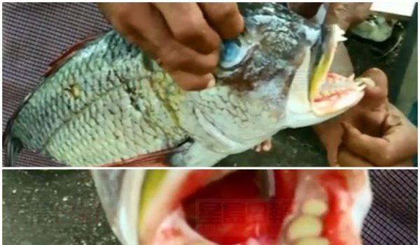 印尼惊现 皇帝鱼 口中长出类似人类臼齿
