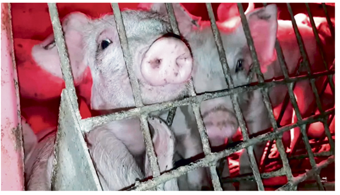 ■视频显示，猪只居住环境看来挤迫。PETA视频 