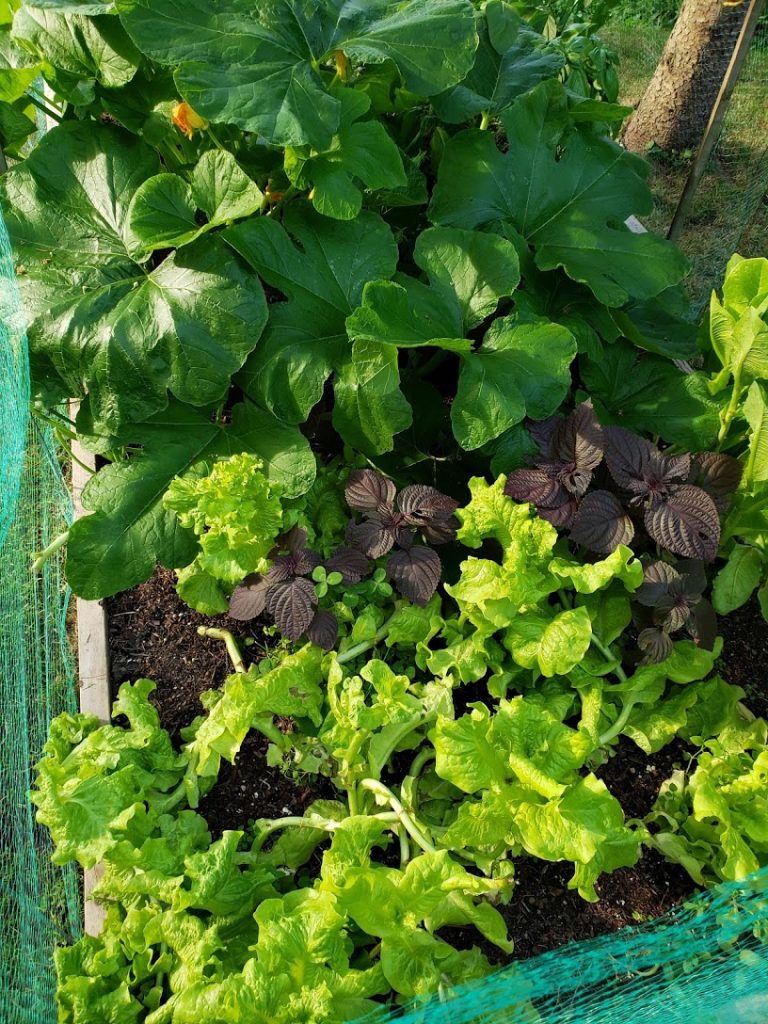 家庭菜园种些什么最容易 星岛加拿大都市网多伦多