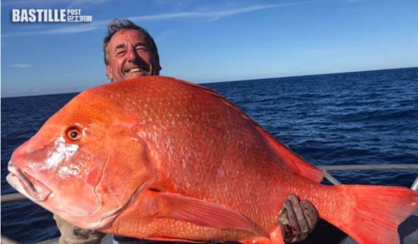 澳洲漢釣巨型怪魚擬捐博物館作研究