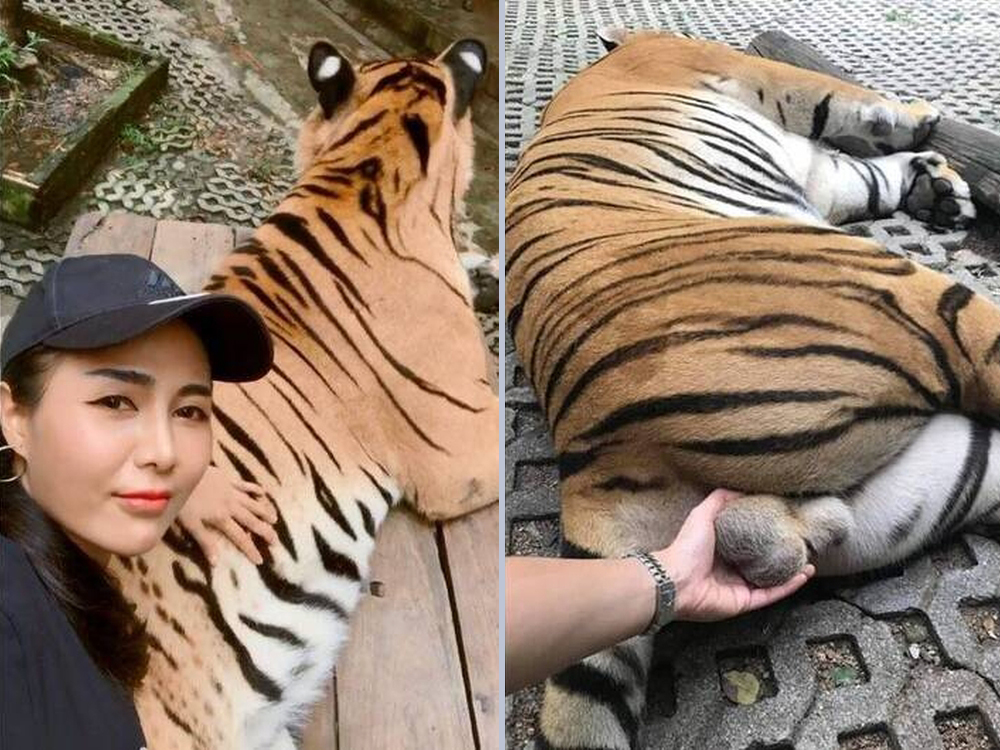 泰國女遊客動物園伸手玩弄老虎生殖器挨批 | 多倫多 | 加拿大中文新聞網 - 加拿大星島日報 Canada Chinese News