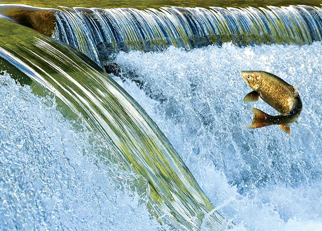 三文魚洄游盛況當前 大多八大最佳觀賞點 多倫多 加拿大中文新聞網 加拿大星島日報 Canada Chinese News