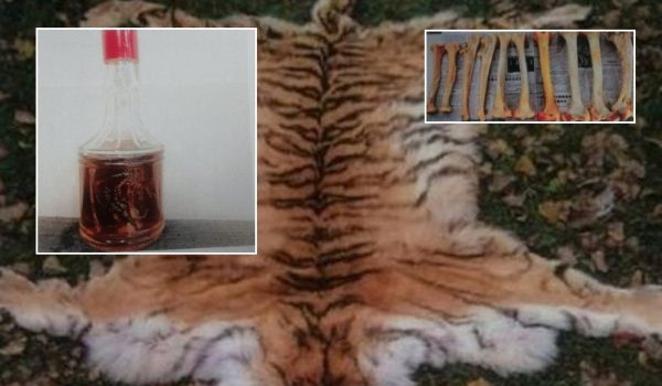 動物救護中心被指賣虎骨酒吃虎肉警方介入調查