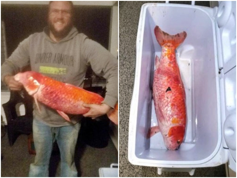 英國長壽小金魚活了45年小魚變大魚伴隨幾代人成長 多倫多 加拿大中文新聞網 加拿大星島日報canada Chinese News