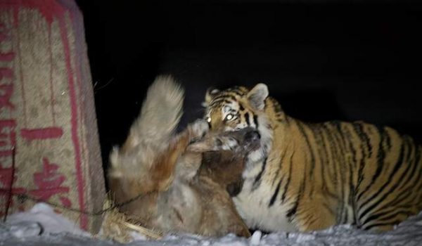 東北虎下山捕食家犬攝影師阻村民救狗捱轟