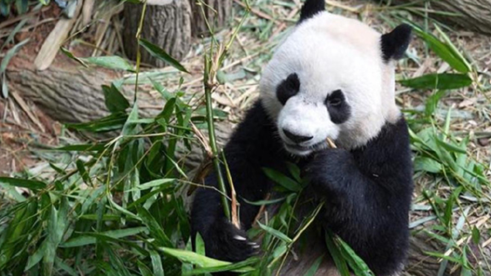 新加坡出生大熊猫叻叻今启程回国