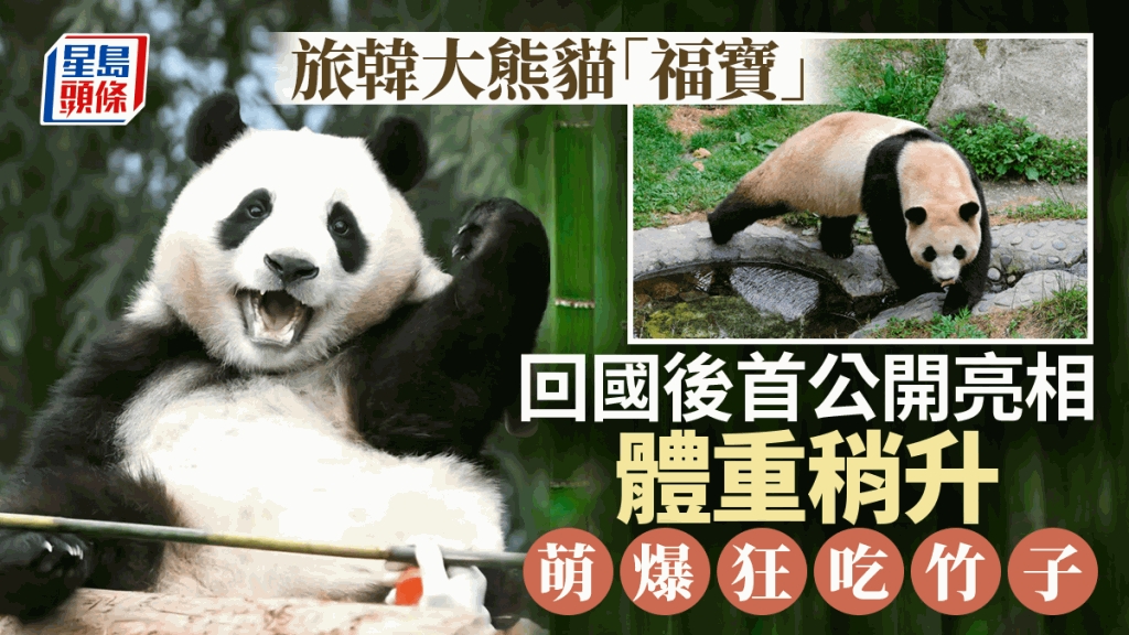 大熊貓「福寶」回國後首次公開亮相適應良好大口狂吃竹子