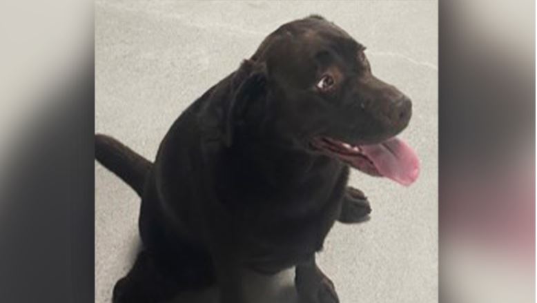 大多區匪徒持槍劫SUV  車內4歲拉布拉多下落不明