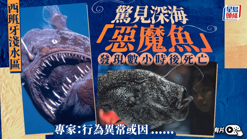 浅水区首见深海「恶魔鱼」 西班牙专家：或「因为咁」行为异常｜有片