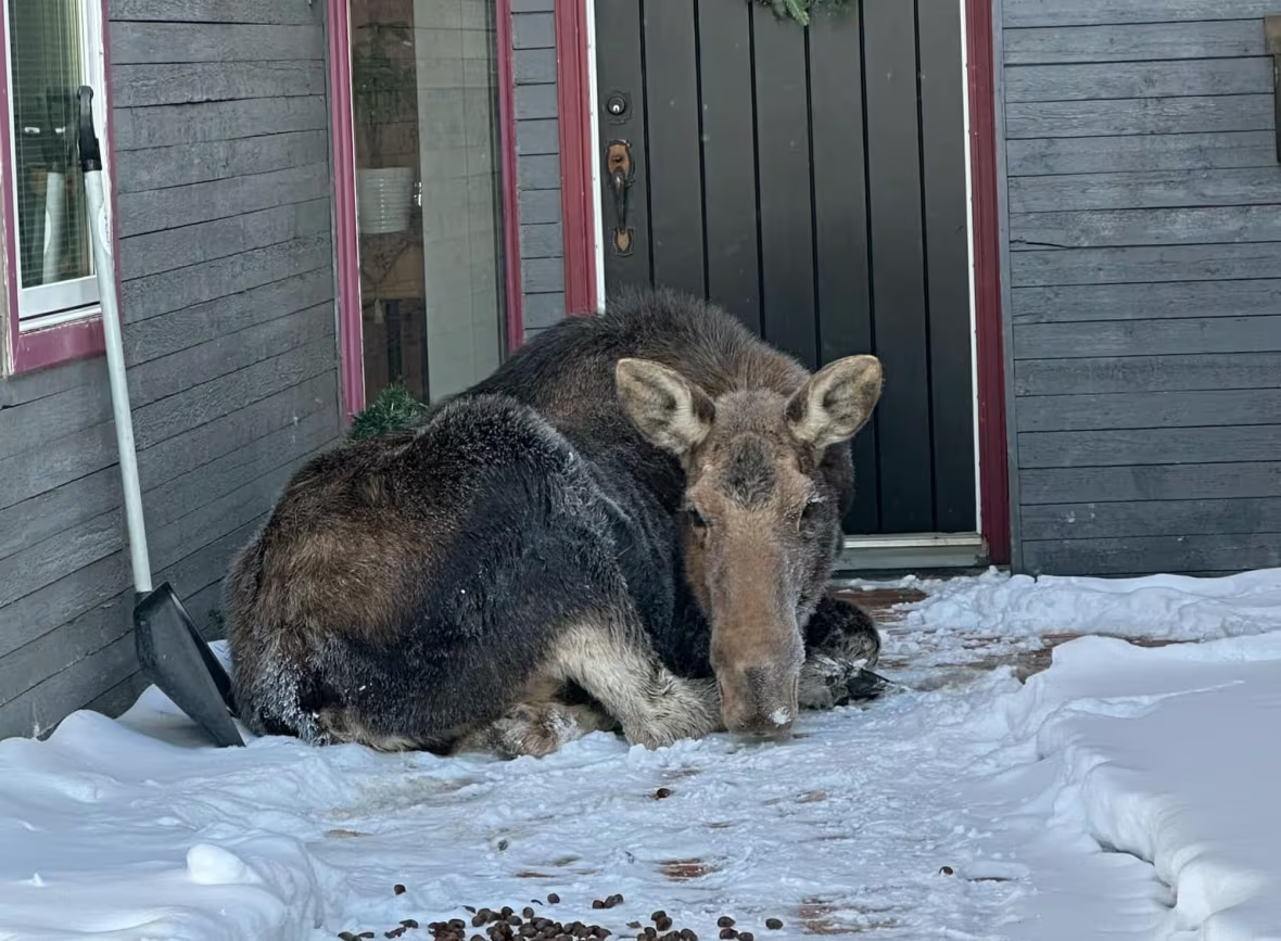 卑詩零下30度  女子家不請自來一尊趕不走的門神  網友教了一高招⋯⋯