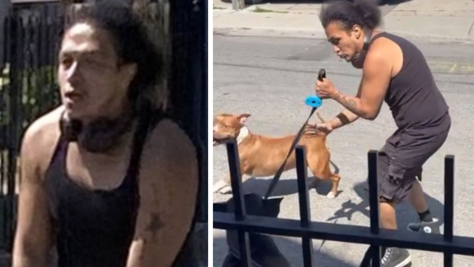 多倫多唐人街附近疑似犬隻攻擊事件 一名男子被通緝