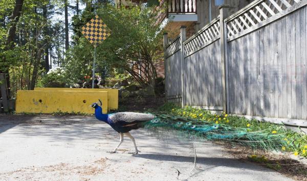 Local resident Parm Brar says he was fined for not getting a permit when, out of frustration, he had a tree where the peacocks perch cut down.