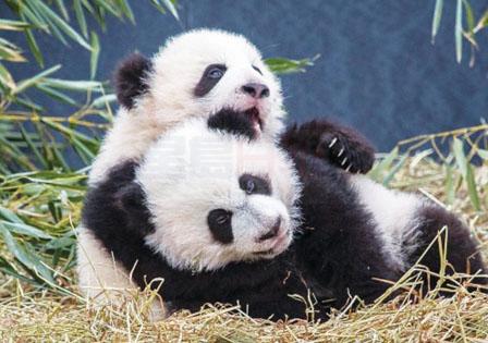 大熊貓將被送回中國。資料圖片